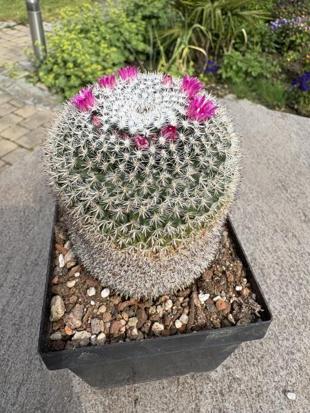 Mammillaria hahniana